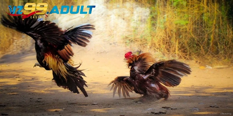 Bí quyết cá cược đá gà hiệu quả tăng tỷ lệ thắng Bí quyết cá cược đá gà hiệu quả tăng tỷ lệ thắng