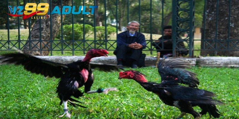 Dữ liệu chung khi giới thiệu đá gà vz99 Dữ liệu chung khi giới thiệu đá gà vz99